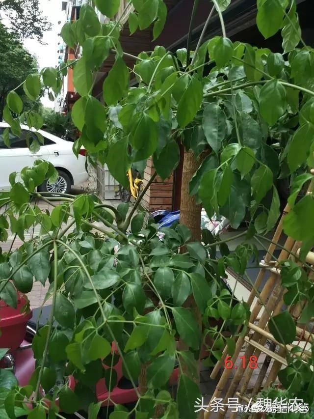 幸福树枝干发黑,枝条变软,萎蔫下垂,原因分析与