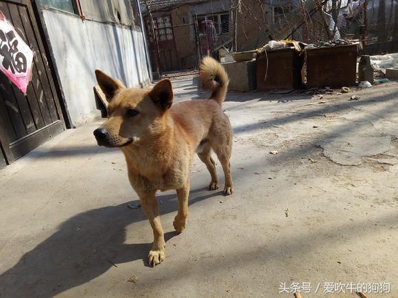 還有多少人喜歡土狗,我家的中華田園犬串串,一直沒有起名字!