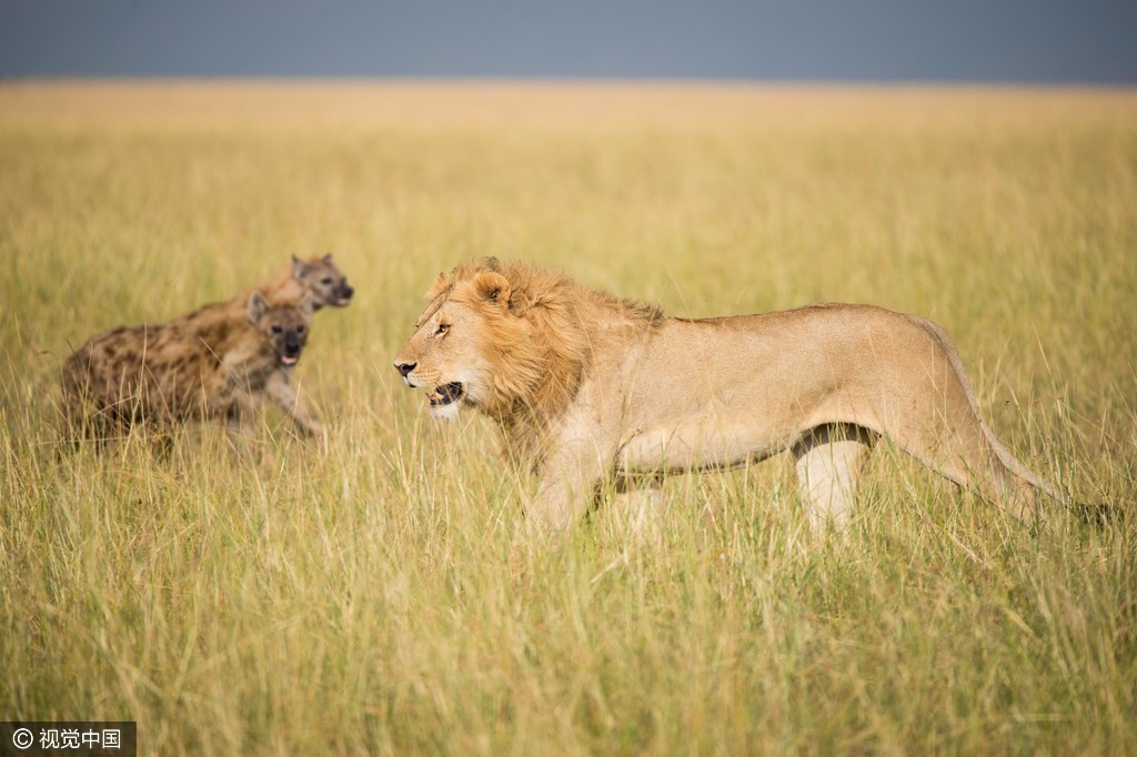 厉害了!这狗和狮子头顶头互怼 大胆夺食