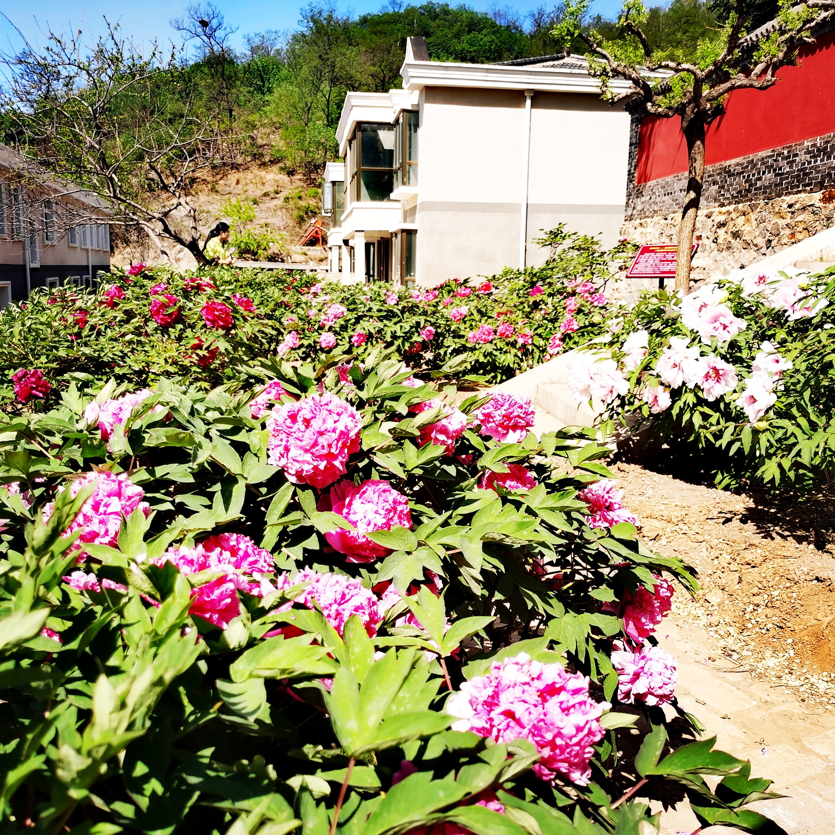 延庆牡丹文化节"花开花落二十日"至花期结束 "花样"活动等您来