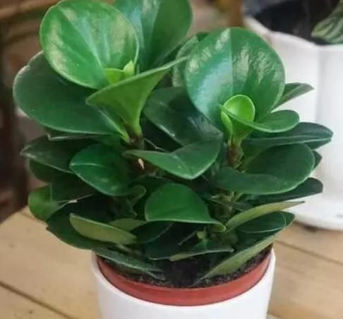 卧室万万要放这三种东西,代表着好运到来,暗喻