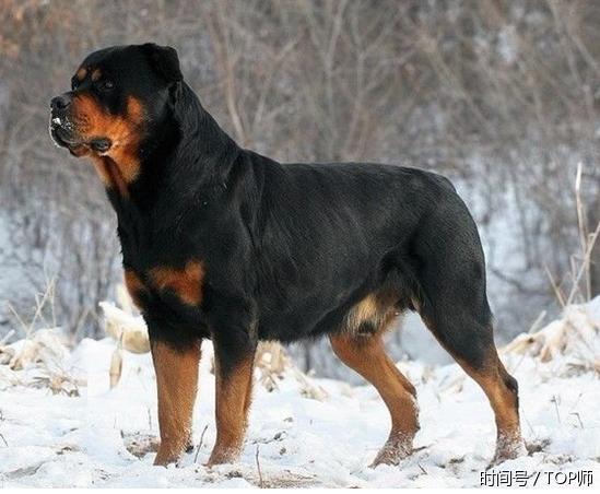 澳洲牧羊犬(像狼的犬) 澳洲牧牛犬,别名又叫做昆士蓝赫勒犬,蓝色赫勒