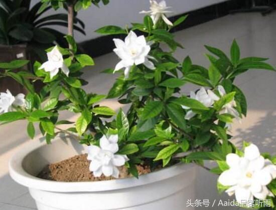 栀子花如何修剪,栀子花的修剪方法(5个步骤)