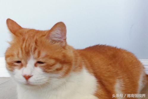 全球应战美方滥用贸易征税 川普行为让其他国