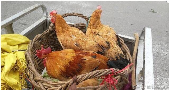 5个适合农村人春节前做的小生意|抓住机会,你就