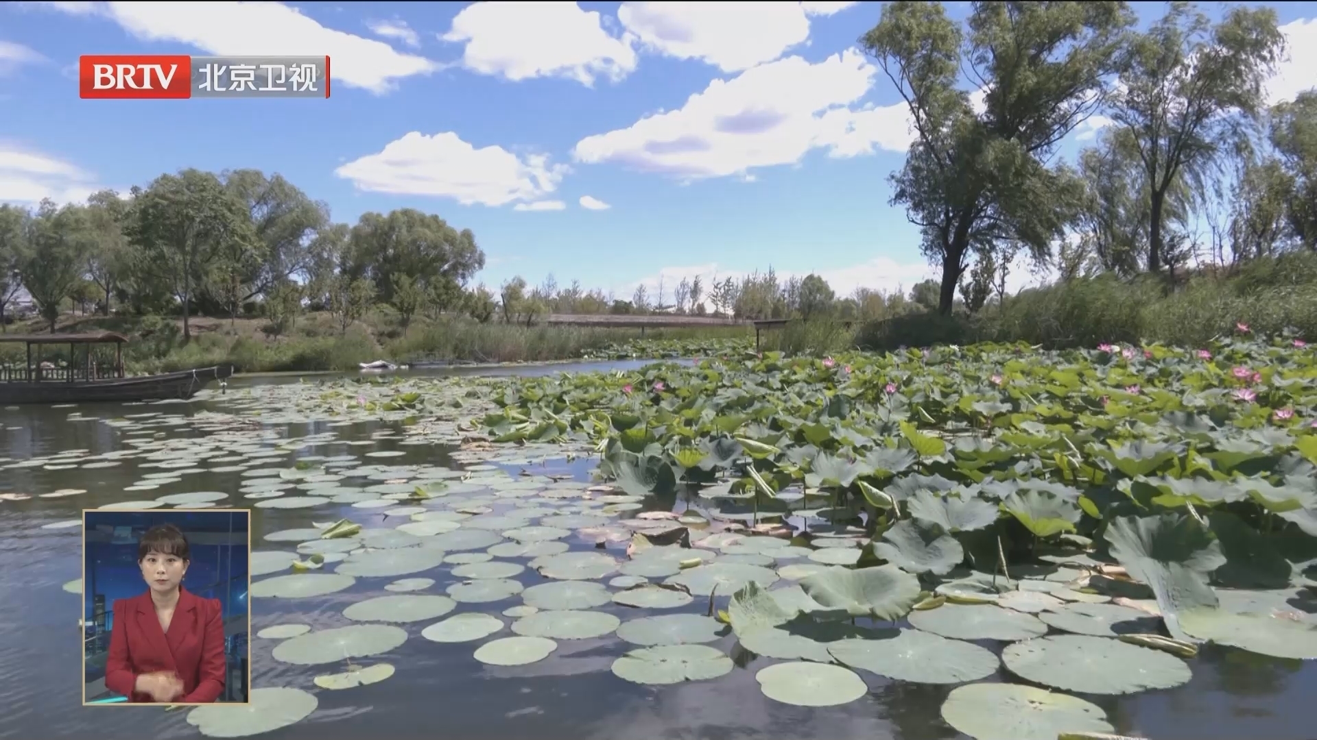 温榆河公园迎来盛夏荷花季