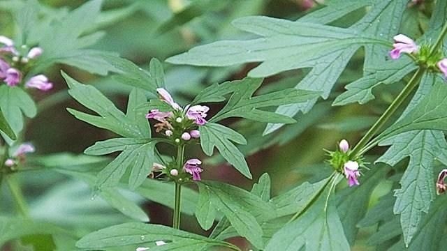 益母草怎么吃?潮汕人最在行的煮法 竟是产后恢