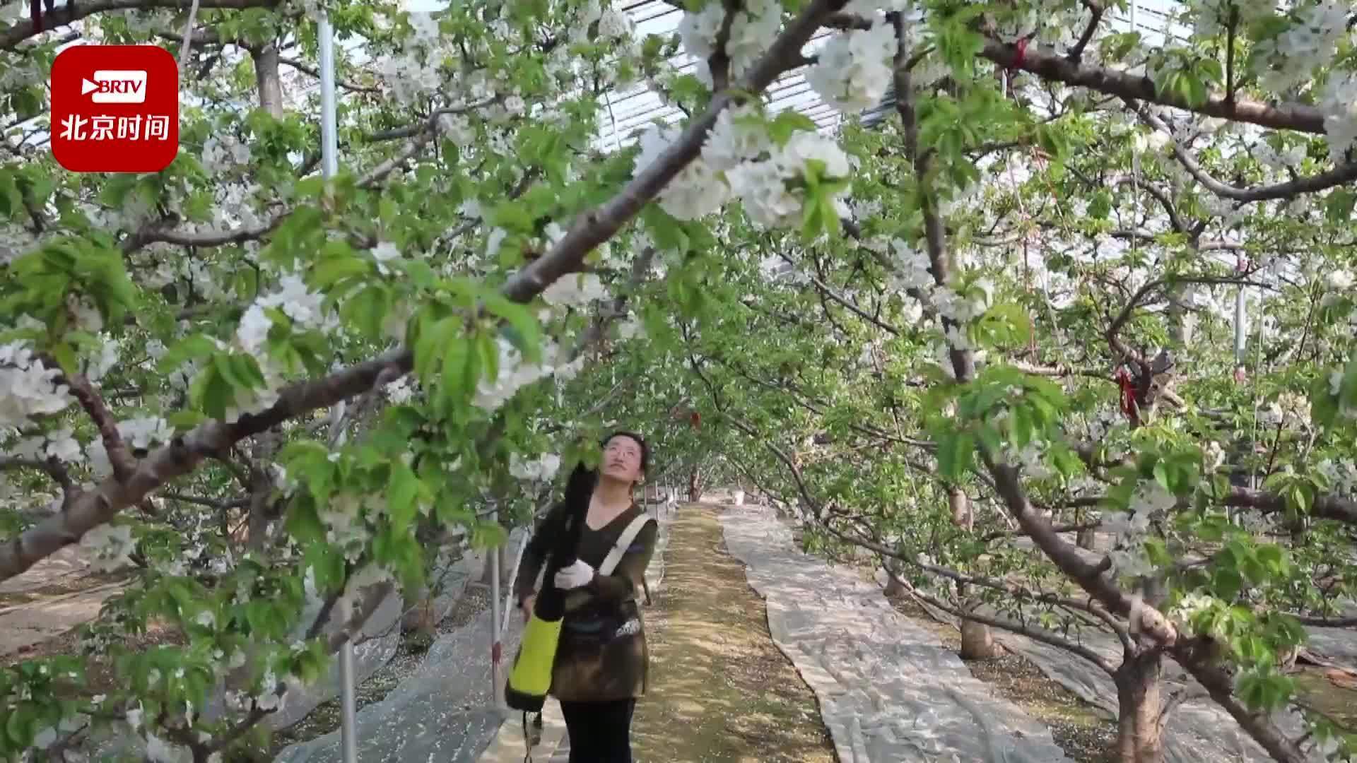 山东临朐:樱桃花雨落农家 山东临朐:樱桃花雨落农家