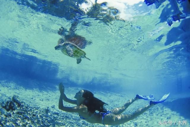 木界独家柬埔寨黑酸枝价格泡沫破裂 血檀走势