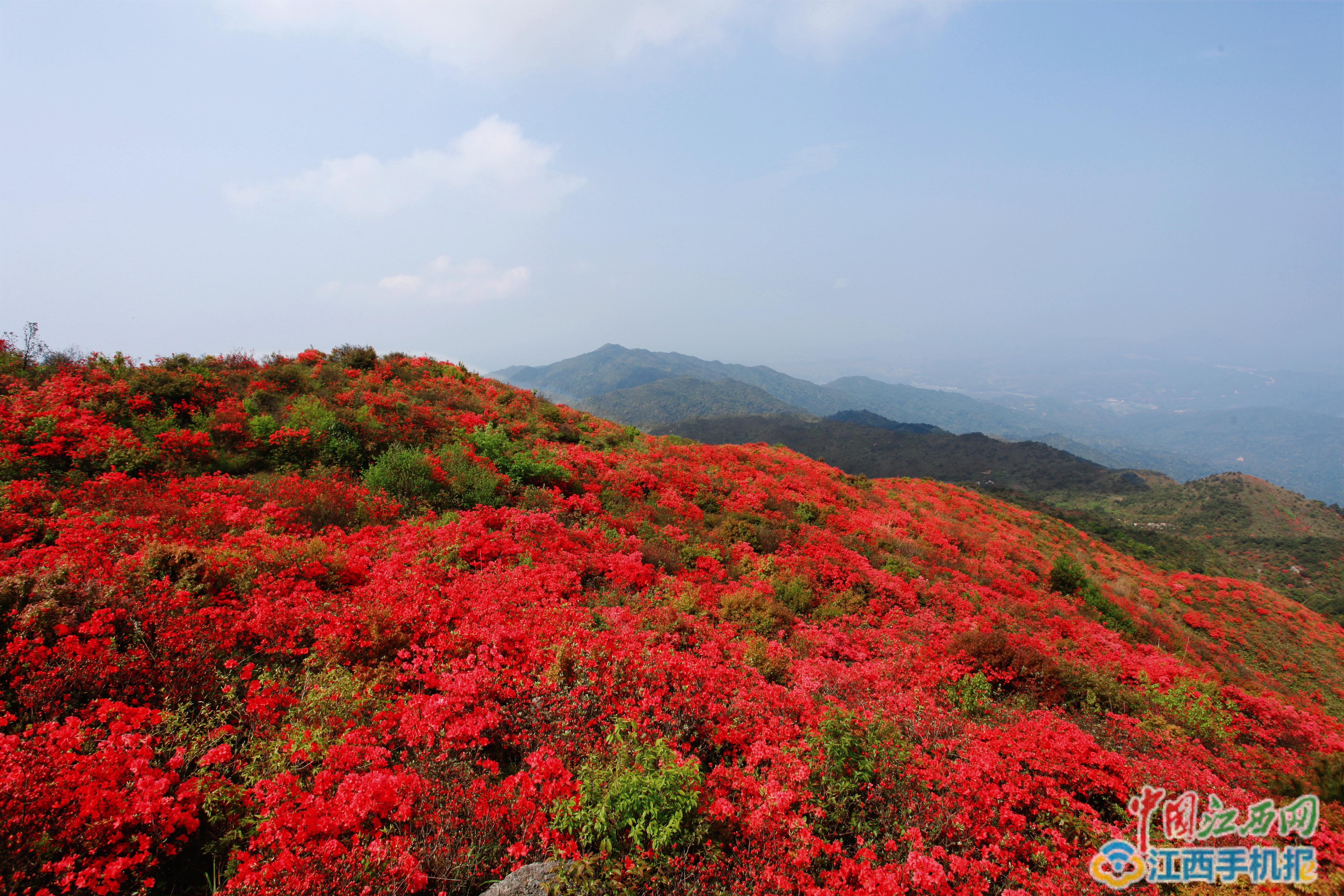 石城八卦脑漫山杜鹃花惹人醉