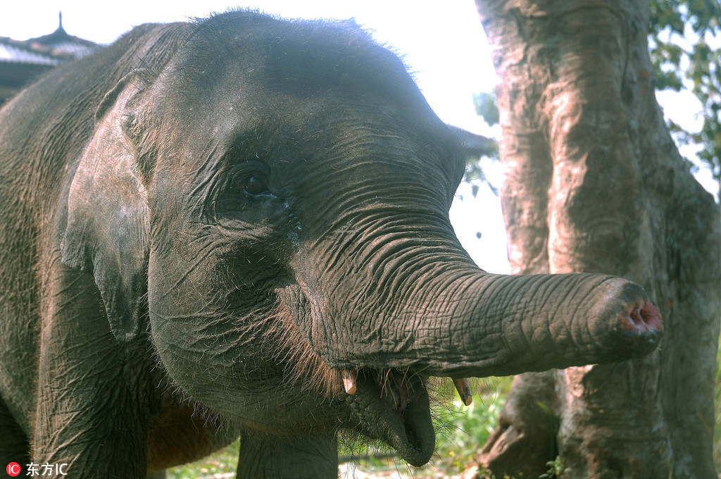印尼小象天生短鼻进食困难 获人类救助开启新生活