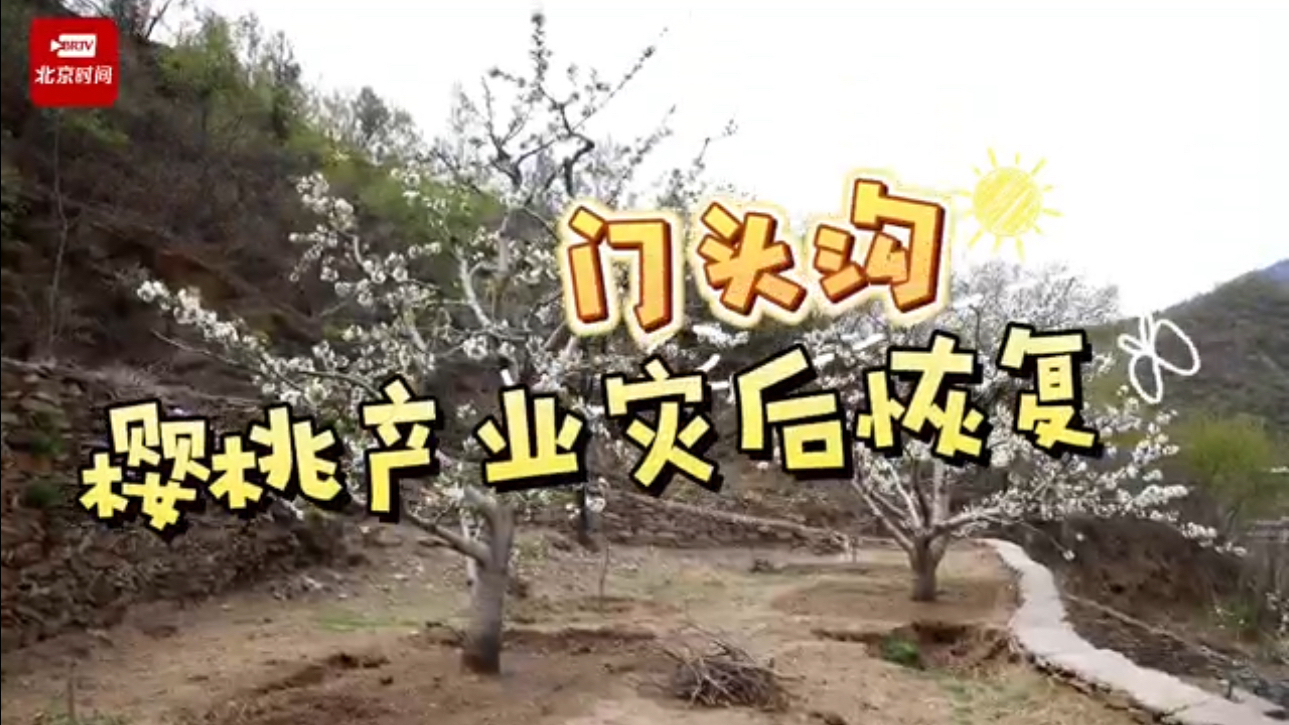 “ 新绿初绽 勃勃生机 ” 探访门头沟区樱桃产业灾后恢复情况～