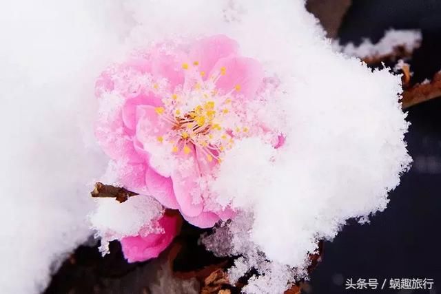 紧急!湖南省各州市关于暴雪天气放假的通知!