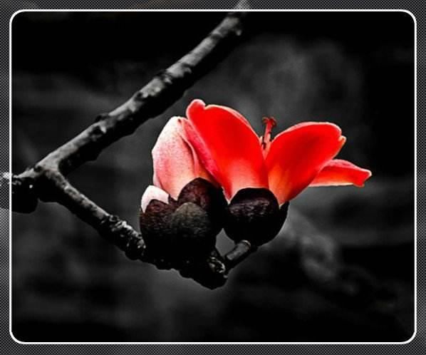 四柱八字 癸丑日与癸卯日不同时辰生人的命运