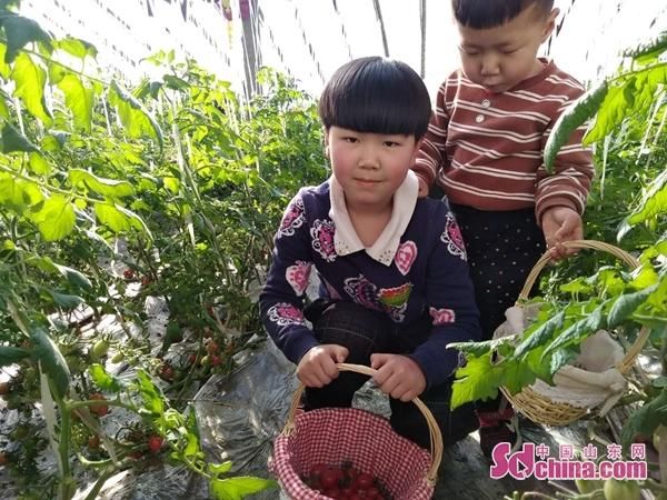 小番茄带动青岛平度明村镇乡村振兴