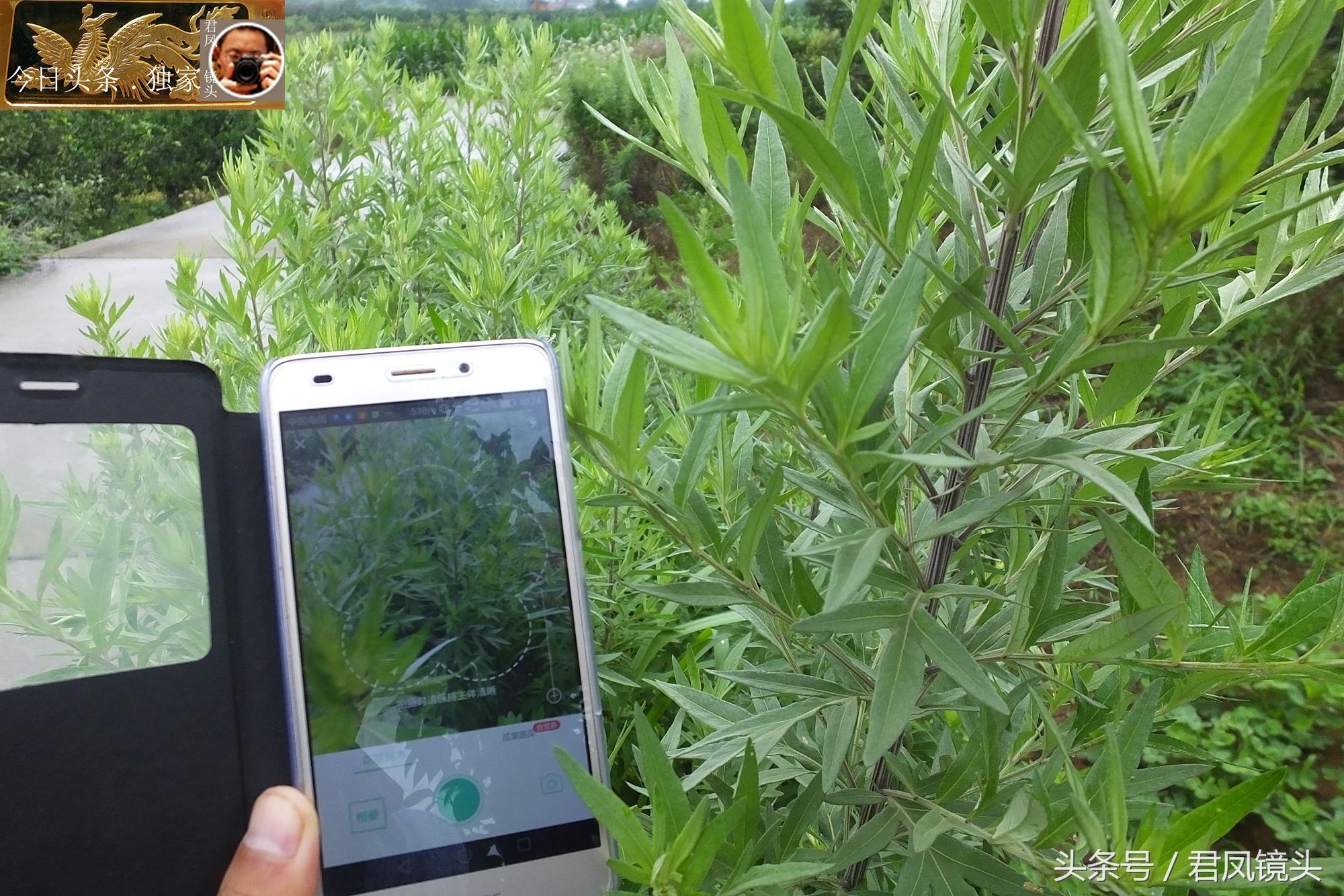 湖北宜昌:乡村路边长满艾蒿,农民不打除草剂!端