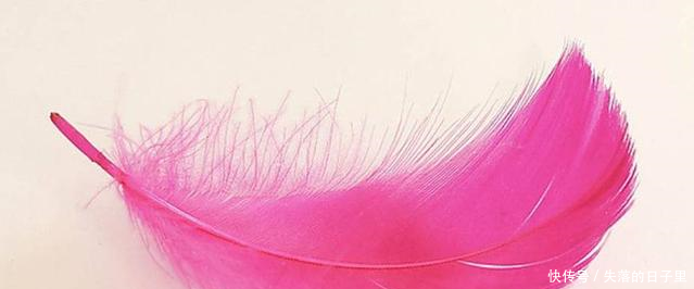 心理测试4片羽毛哪一片最漂亮测一测下半年你