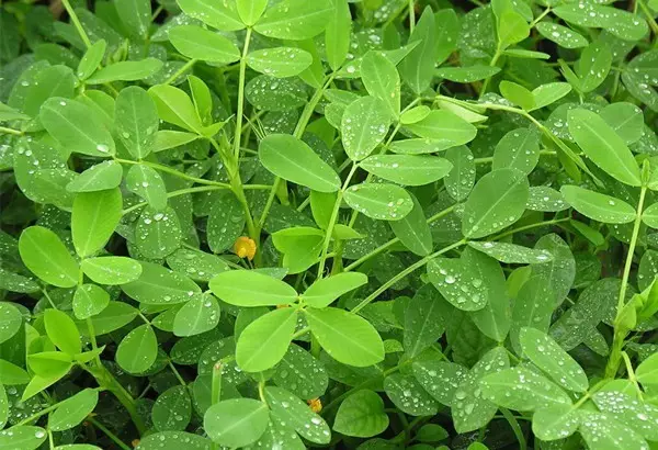 花生明明在地上开花，为啥果实在地下？