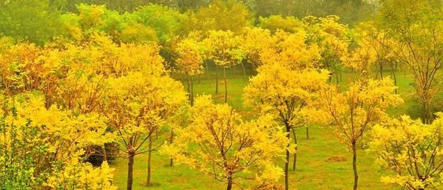 金枝槐和黄金槐有什么区别,正确的养护方法你