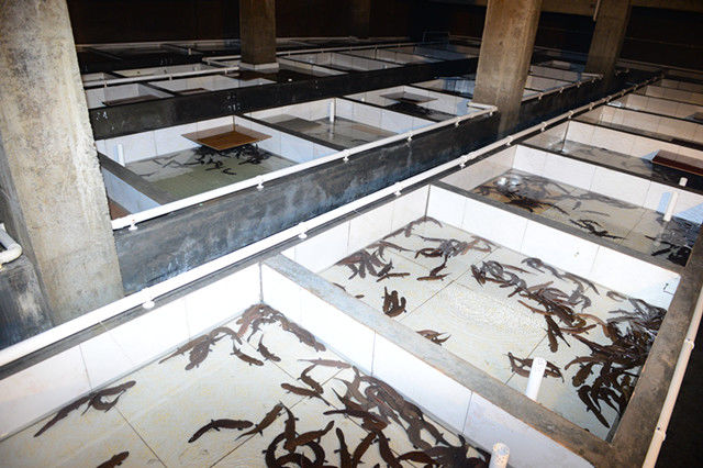 中国娃娃鱼养殖基地图片