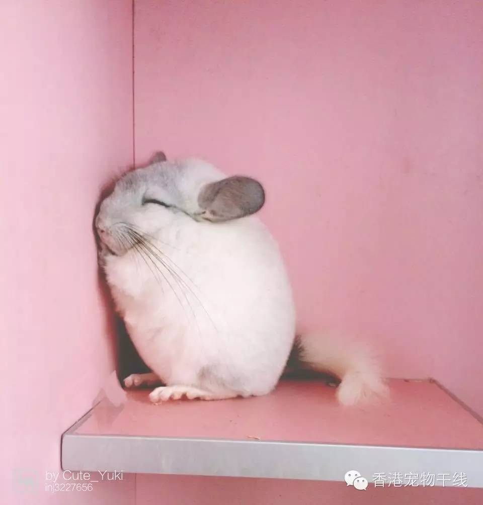 呆萌龙猫各种销魂睡姿!看醉了! 呆萌龙猫各种销魂睡姿!看醉了!