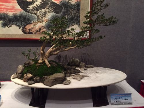 一盆一景一世界，“扬派盆景主题展”亮相扬州！