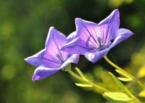 2018农村致富项目,无本创业商机点子好项目有