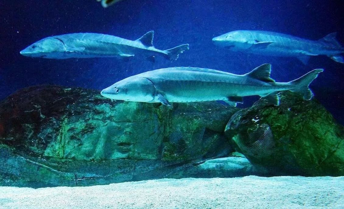 "云"上动物园丨中华鲟 时间直播