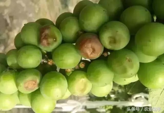 果农注意了!预防葡萄日灼、气灼方法!