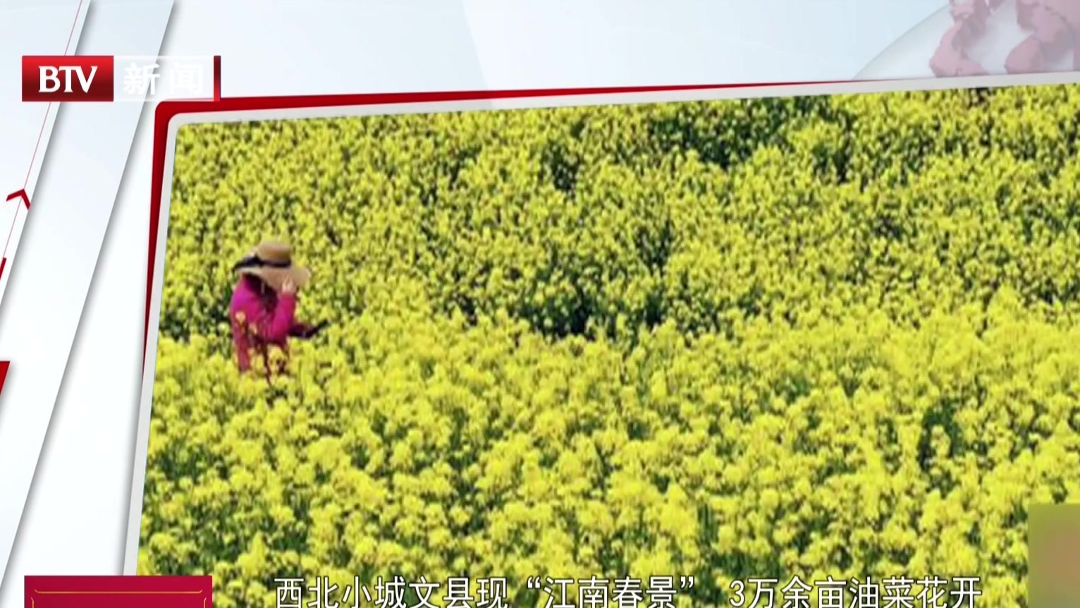 西北小城文县现“江南春景” 3万余亩油菜花开