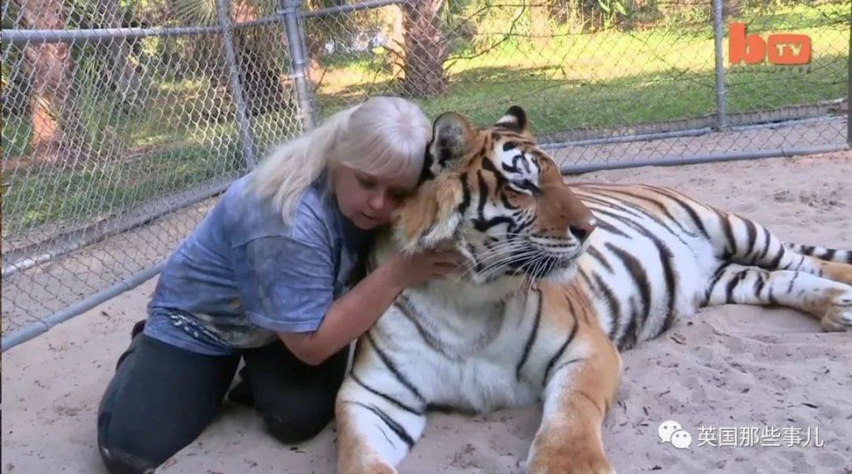 美国人当宠物养的老虎,数量居然是全球野生老