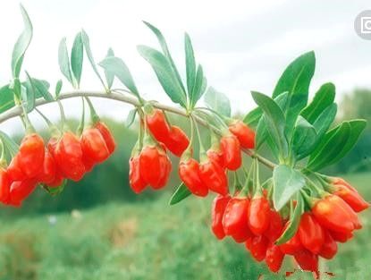 枸杞泡水喝的功效与禁忌你知道不