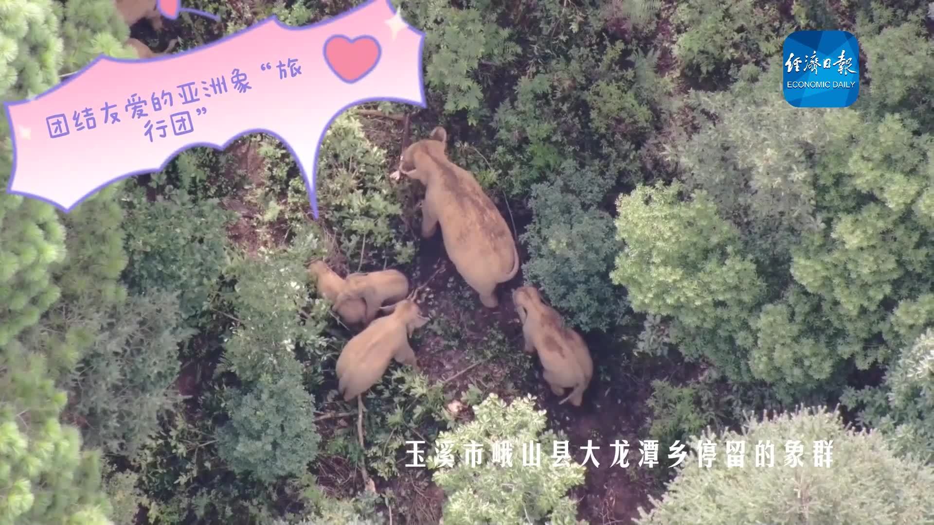 嗷呜，超萌网红来袭