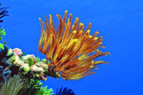 海洋生命演化的见证者--海百合