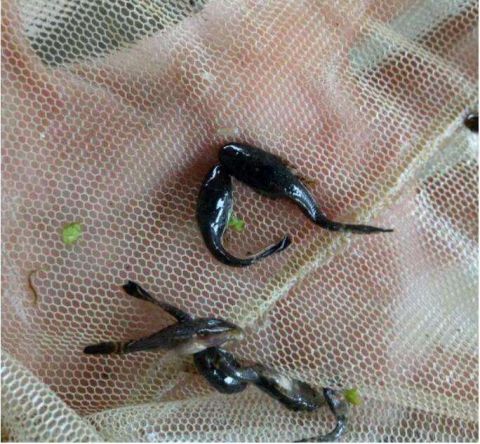 好端端一条河被放生给毁了, 里边全是清道夫