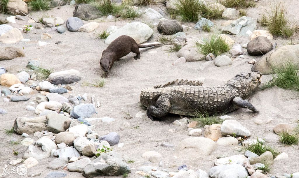 水獭大战鳄鱼水獭像风暴一样冲向鳄鱼,鳄鱼拔腿就要溜走