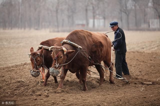 在农村怎么包地才能享受国家的政策?