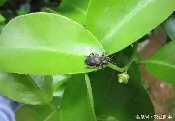 史上最全柑橘虫害高清图谱(附防治方案)