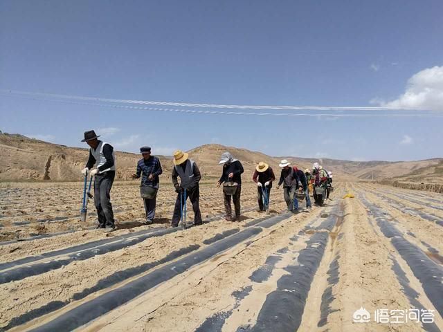 种土豆用哪种地膜产量高?