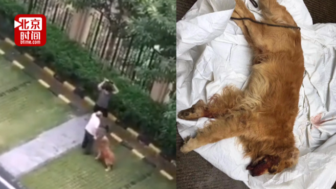 男子用棍棒活活打死金毛 疑因其未拴绳泰迪被咬死 男子用棍棒活活打死金毛 疑因其未拴绳泰迪被咬死