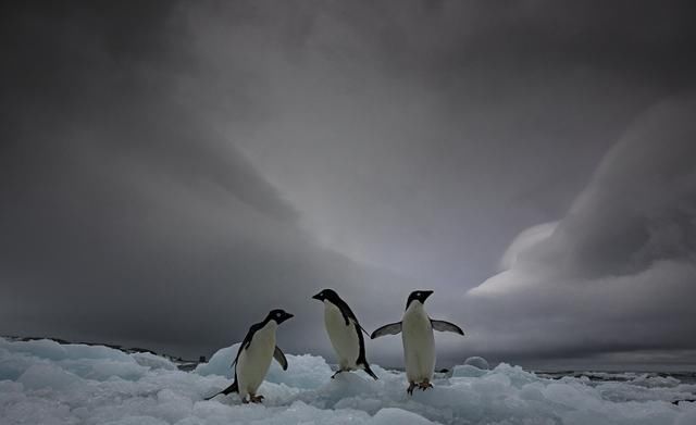 神奇动物在哪里 英国著名野生动物摄影师公布