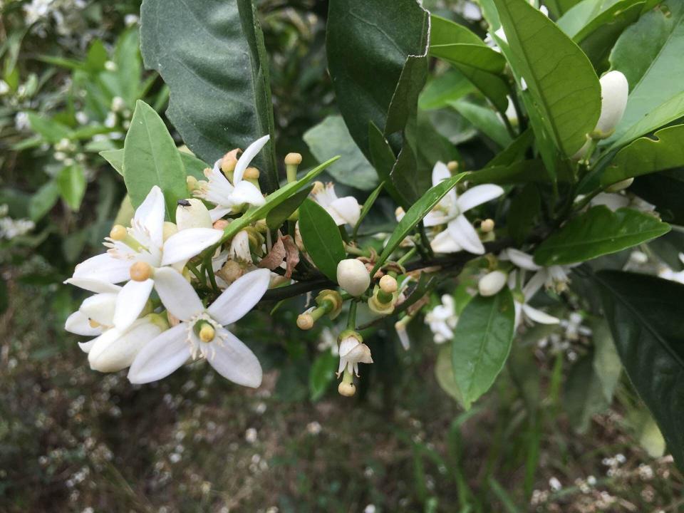 春游记,开在江西农村山谷里的花朵, 其中有许多被诗人亲睐