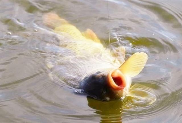 野钓鲤鱼如何调漂,钓鱼高手分享多年总结出的经验!