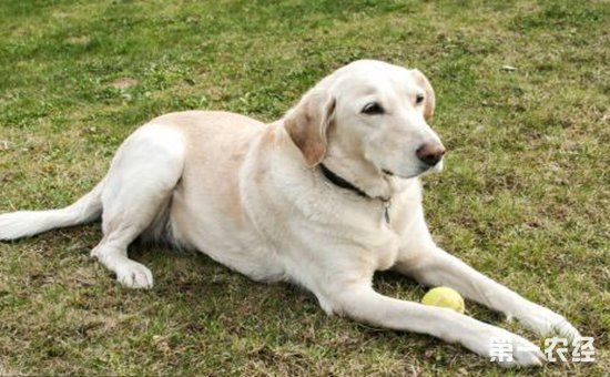 拉布拉多犬要怎么训练?拉布拉多犬训练的注意事项