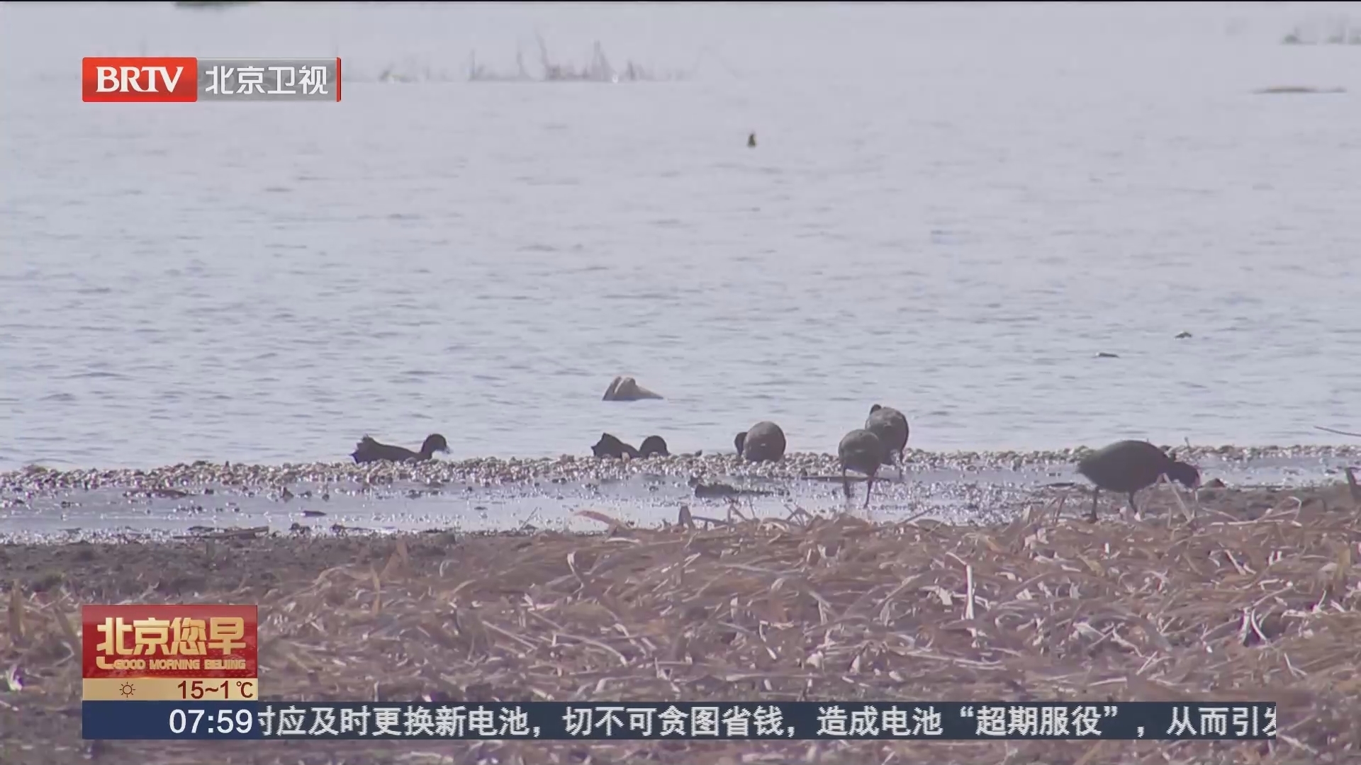 近百只珍稀鸟类歇脚 沙河水库观鸟正当时