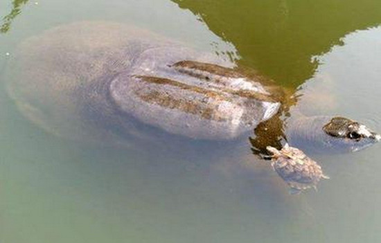福建水池现巨鼋 体长约有1米多