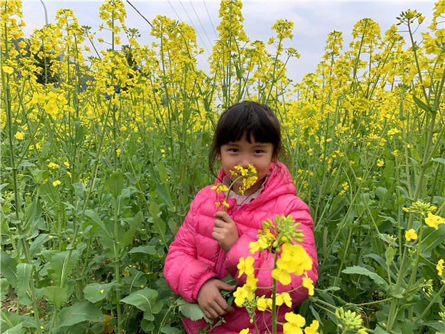 湖南衡阳县:花海经济助推乡村振兴