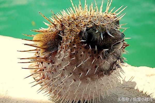 河豚毒素在哪 揭密河豚毒素的位置