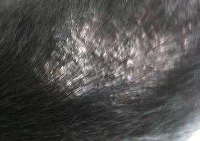 狗狗顽固性皮肤病深度脓皮症