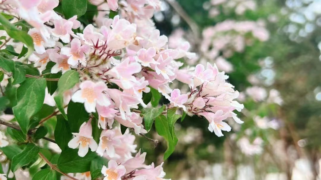 今日最高28℃ 花粉浓度高 易感人群注意防护